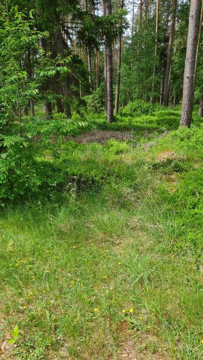 TierschutzhundeStammtisch🐕-Beitrag-Bild