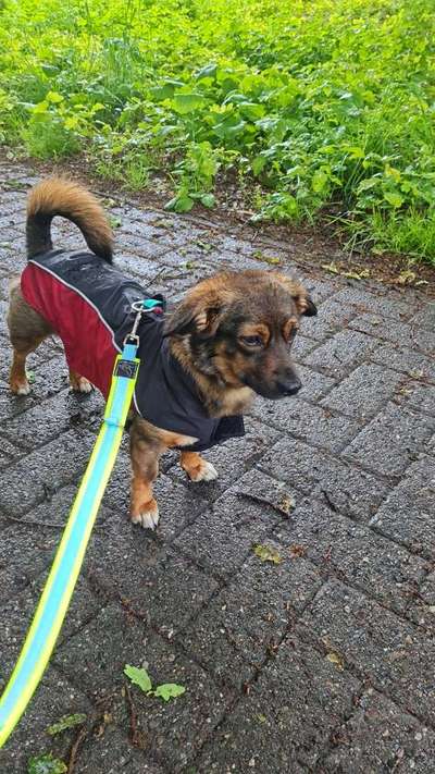 TierschutzhundeStammtisch🐕-Beitrag-Bild