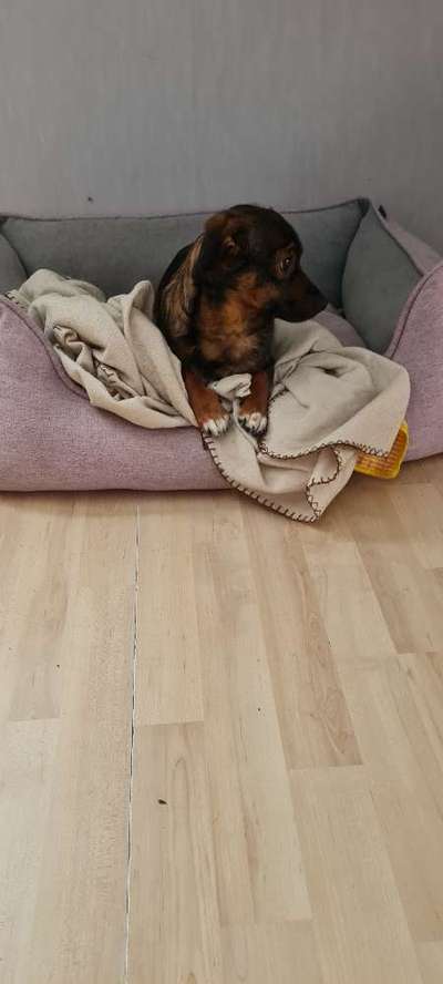 TierschutzhundeStammtisch🐕-Beitrag-Bild