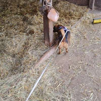 TierschutzhundeStammtisch🐕-Beitrag-Bild