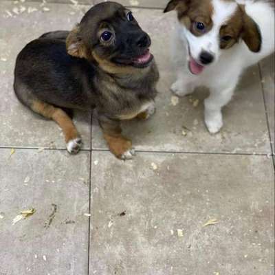 TierschutzhundeStammtisch🐕-Beitrag-Bild