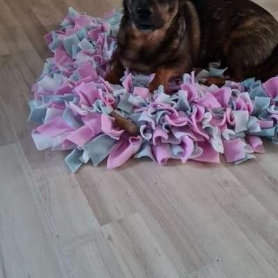 TierschutzhundeStammtisch🐕-Beitrag-Bild