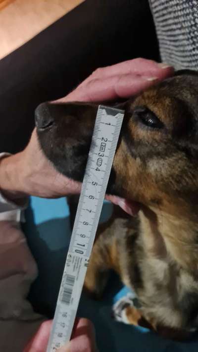 Wie sitzt mein Maulkorb / Maulkorb-Beratung-Beitrag-Bild