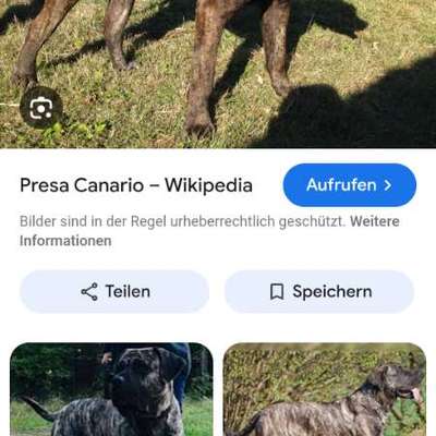 Der Fall "Sam" - Angriff oder missglückter Rettungsversuch?-Beitrag-Bild