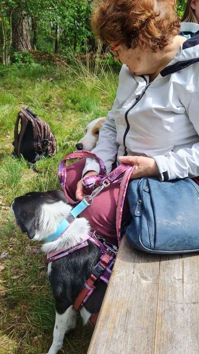 TierschutzhundeStammtisch🐕-Beitrag-Bild