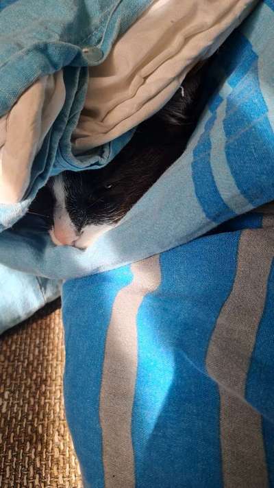 TierschutzhundeStammtisch🐕-Beitrag-Bild