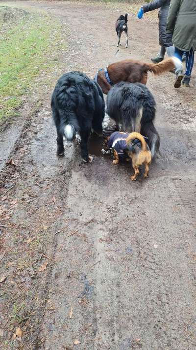 Zwerghunde und die "bösen Grossen"-Beitrag-Bild