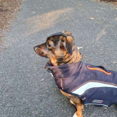 TierschutzhundeStammtisch🐕-Beitrag-Bild