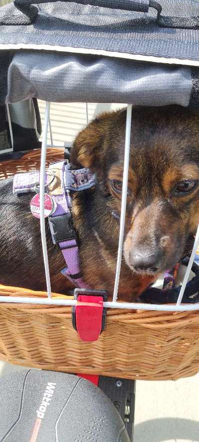 TierschutzhundeStammtisch🐕-Beitrag-Bild