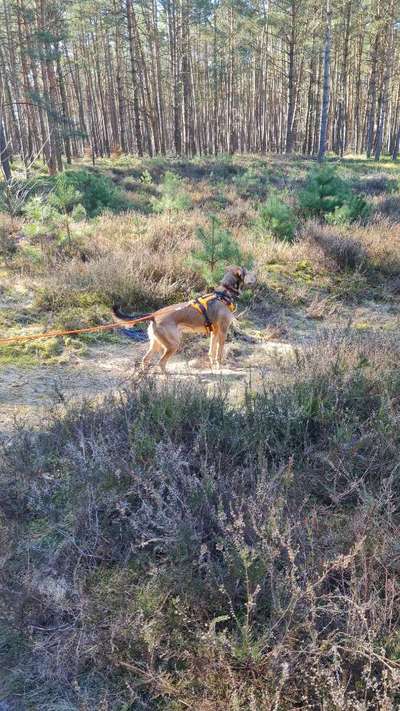 TierschutzhundeStammtisch🐕-Beitrag-Bild