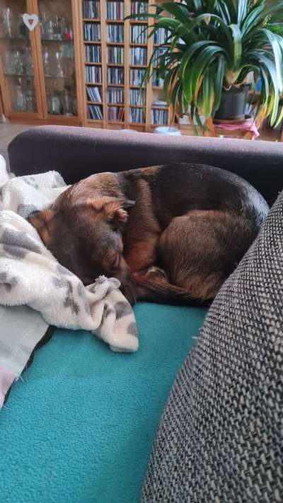 TierschutzhundeStammtisch🐕-Beitrag-Bild