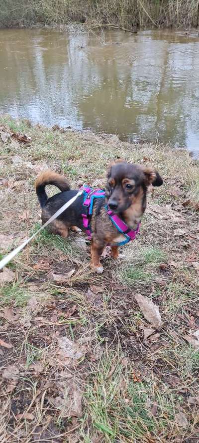 TierschutzhundeStammtisch🐕-Beitrag-Bild