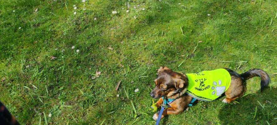 TierschutzhundeStammtisch🐕-Beitrag-Bild