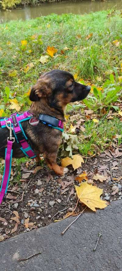 TierschutzhundeStammtisch🐕-Beitrag-Bild