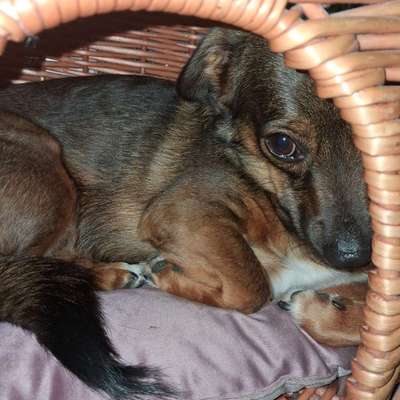TierschutzhundeStammtisch🐕-Beitrag-Bild