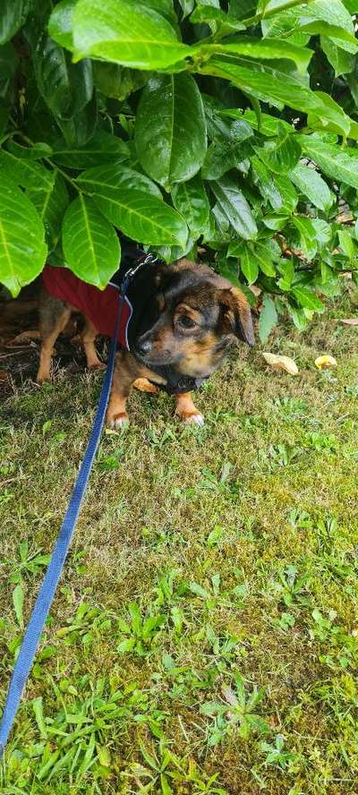 TierschutzhundeStammtisch🐕-Beitrag-Bild