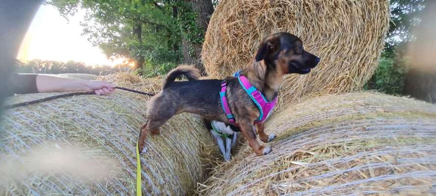 TierschutzhundeStammtisch🐕-Beitrag-Bild