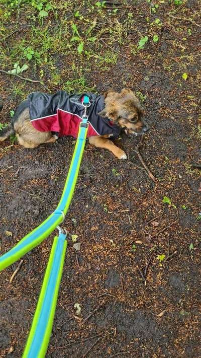 TierschutzhundeStammtisch🐕-Beitrag-Bild