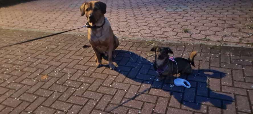 TierschutzhundeStammtisch🐕-Beitrag-Bild