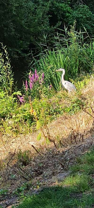 TierschutzhundeStammtisch🐕-Beitrag-Bild