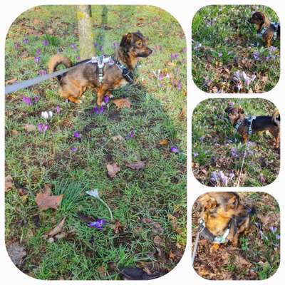 TierschutzhundeStammtisch🐕-Beitrag-Bild