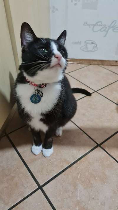 TierschutzhundeStammtisch🐕-Beitrag-Bild