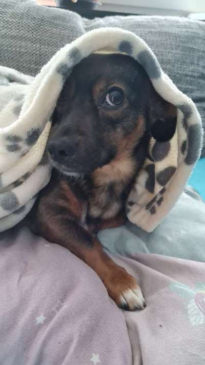 TierschutzhundeStammtisch🐕-Beitrag-Bild