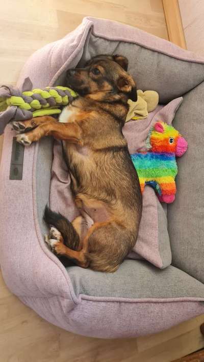 TierschutzhundeStammtisch🐕-Beitrag-Bild