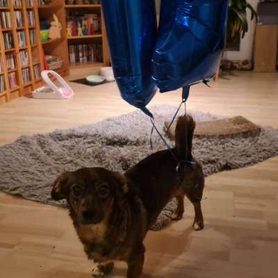 TierschutzhundeStammtisch🐕-Beitrag-Bild