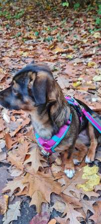 Unsere Fellnasen-Vielfalt im Überblick!-Beitrag-Bild