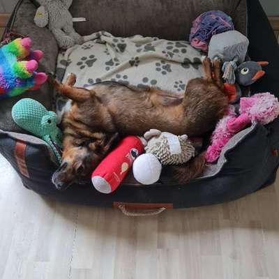 TierschutzhundeStammtisch🐕-Beitrag-Bild