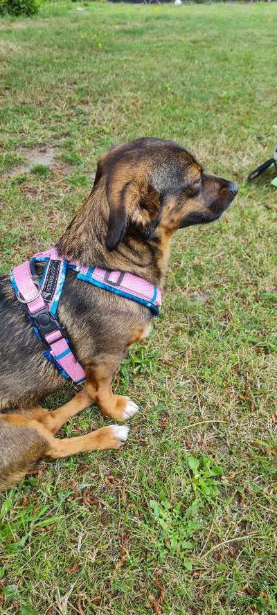 TierschutzhundeStammtisch🐕-Beitrag-Bild