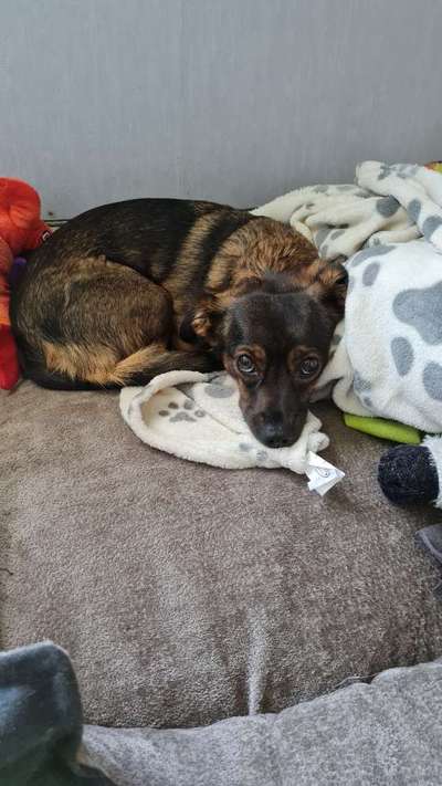 Mischlinge raten - Rätselspaß-Beitrag-Bild