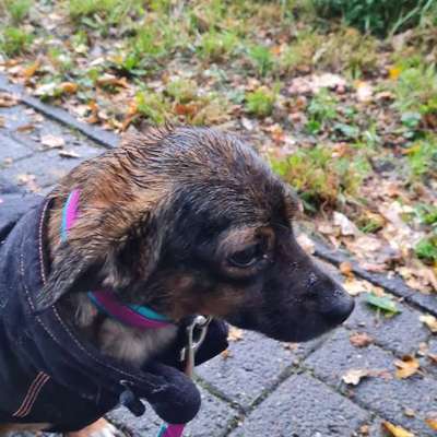 TierschutzhundeStammtisch🐕-Beitrag-Bild