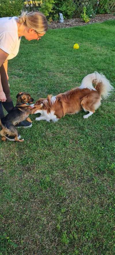 Zwerghunde und die "bösen Grossen"-Beitrag-Bild