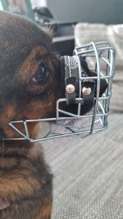 TierschutzhundeStammtisch🐕-Beitrag-Bild