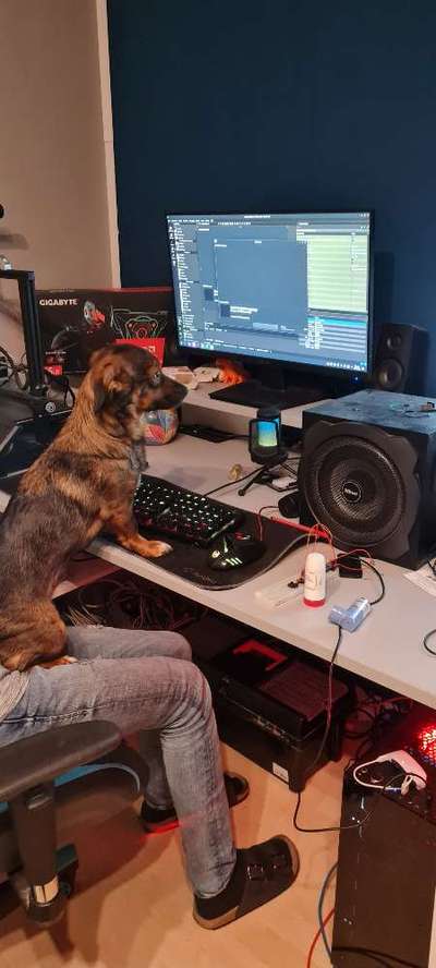 TierschutzhundeStammtisch🐕-Beitrag-Bild