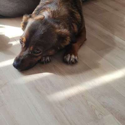 TierschutzhundeStammtisch🐕-Beitrag-Bild