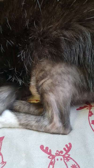 TierschutzhundeStammtisch🐕-Beitrag-Bild