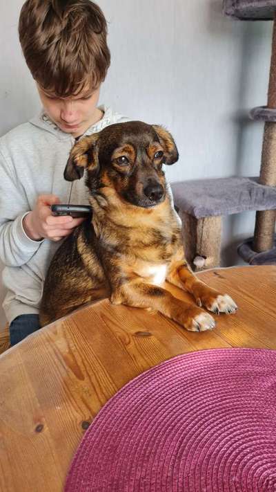 TierschutzhundeStammtisch🐕-Beitrag-Bild