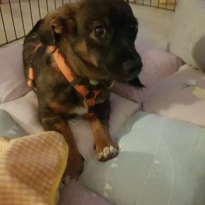 TierschutzhundeStammtisch🐕-Beitrag-Bild