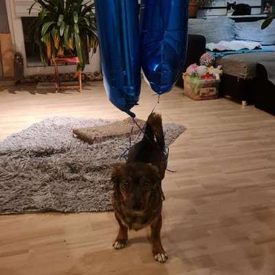 TierschutzhundeStammtisch🐕-Beitrag-Bild