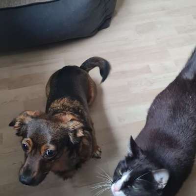 TierschutzhundeStammtisch🐕-Beitrag-Bild