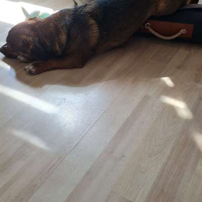 TierschutzhundeStammtisch🐕-Beitrag-Bild