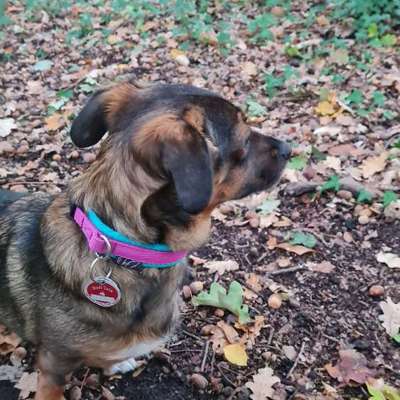 TierschutzhundeStammtisch🐕-Beitrag-Bild