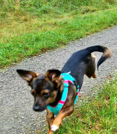 TierschutzhundeStammtisch🐕-Beitrag-Bild