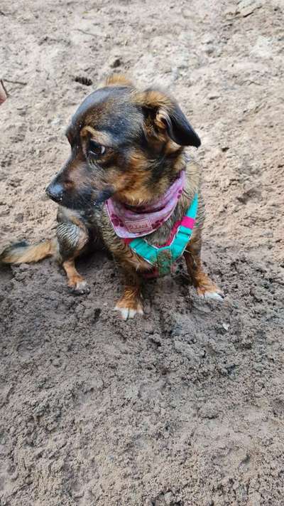 Mischlinge raten - Rätselspaß-Beitrag-Bild