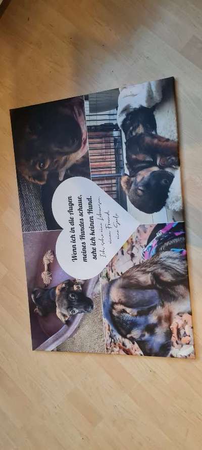 TierschutzhundeStammtisch🐕-Beitrag-Bild