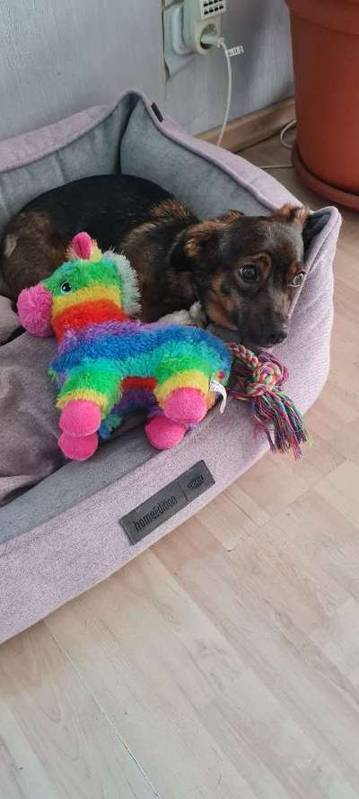 TierschutzhundeStammtisch🐕-Beitrag-Bild