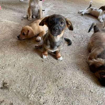 TierschutzhundeStammtisch🐕-Beitrag-Bild